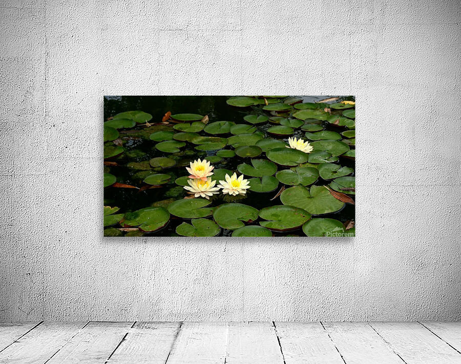 Yellow Water Lilies Wall Preview