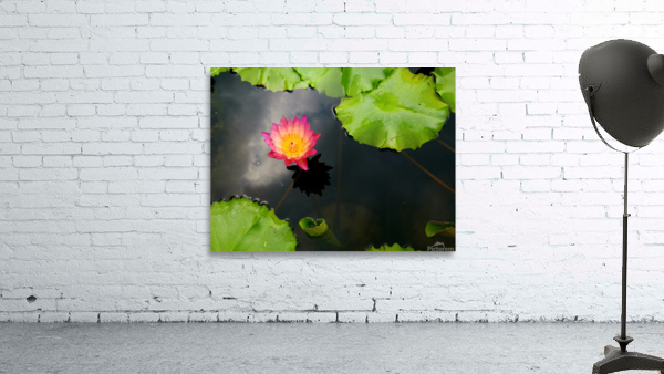 Water Lily Wall Preview