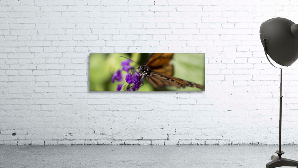 Butterfly Eye Wall Preview