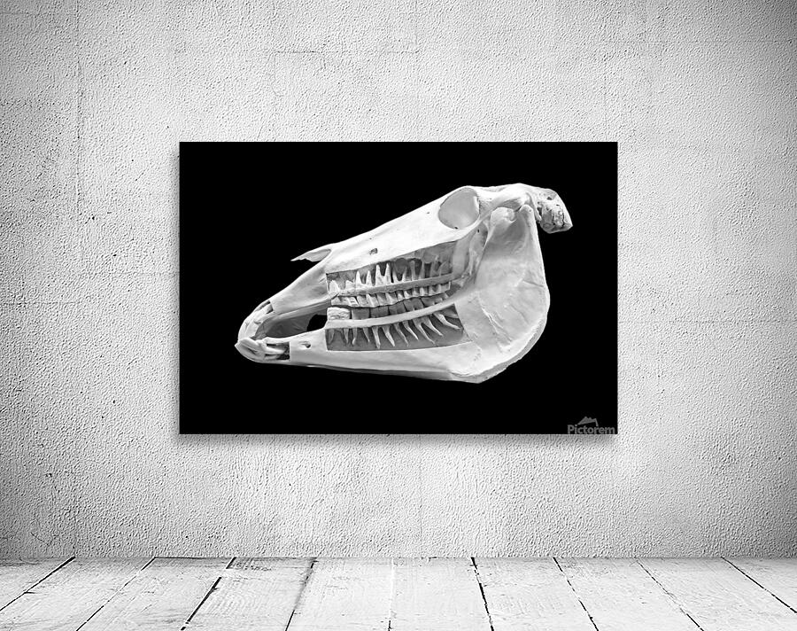 Horse Skull Showing Embedded Teeth Wall Preview