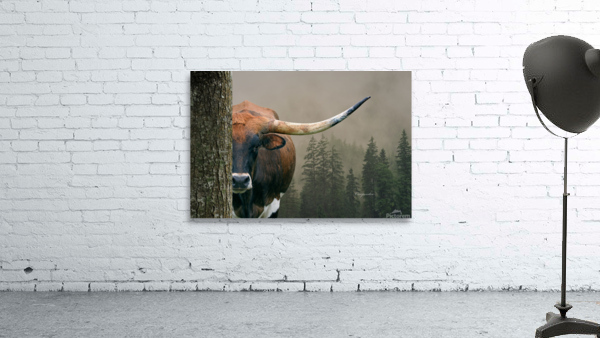 Longhorn Cow In Trees Wall Preview