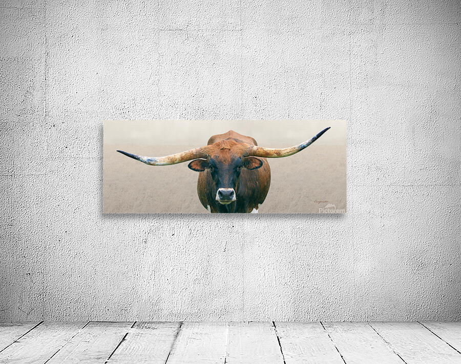Longhorn Cow - Wide Format - Neutral Colors Wall Preview