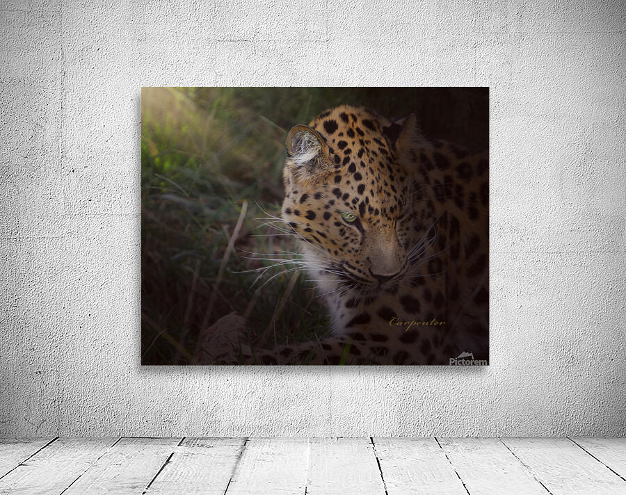 Leopard In Sun Beams - Close Up Wall Preview