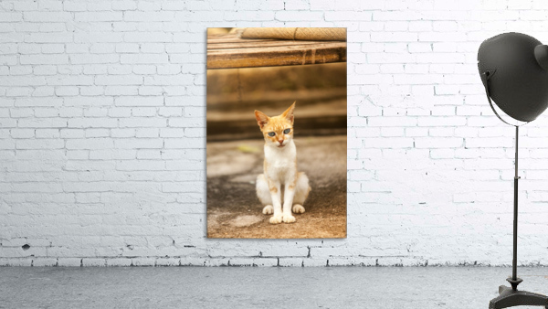 IMG_1320 Wall Preview