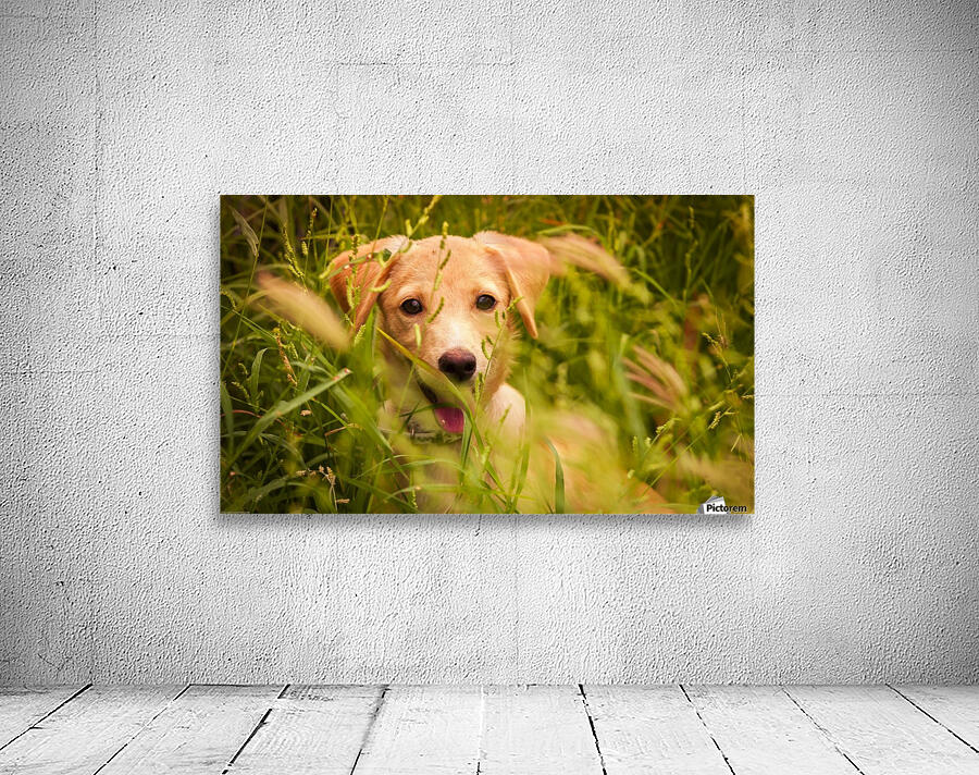 IMG_1411 2 Wall Preview