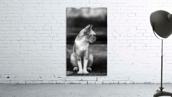 IMG_1324 Wall Preview