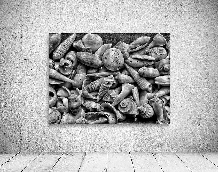 Seashells B&W Wall Preview