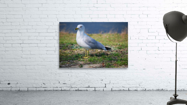 Segall  Wall Preview