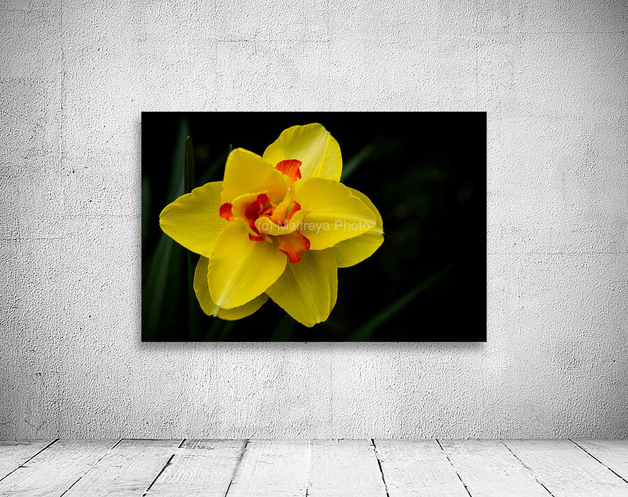 Narcisuss II Wall Preview