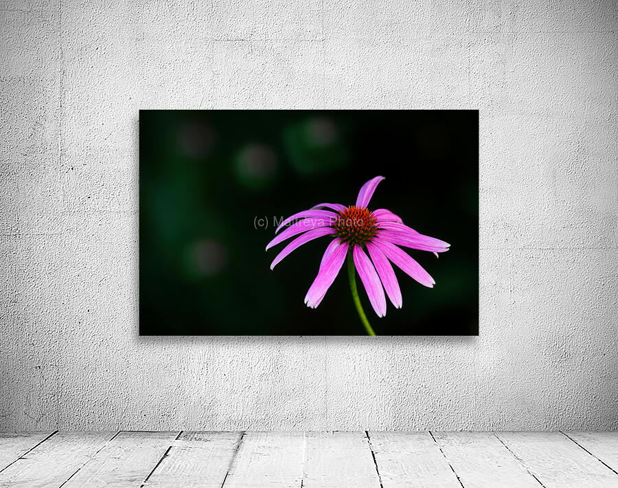Wild Coneflower I Wall Preview