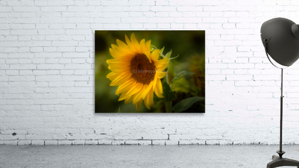 Sunflower Wall Preview