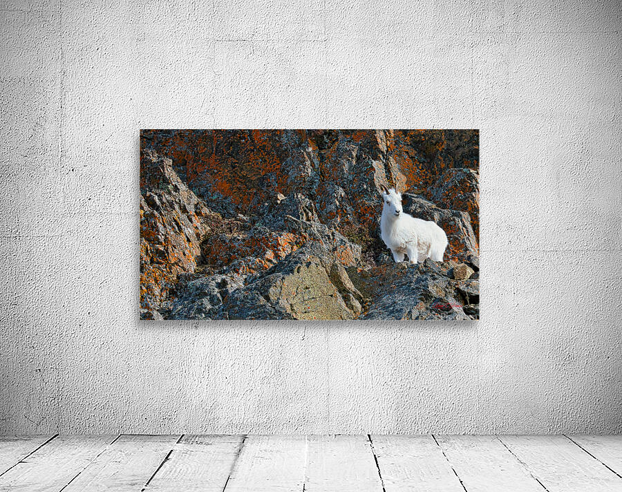 Ram sheep along Seward Highway Wall Preview