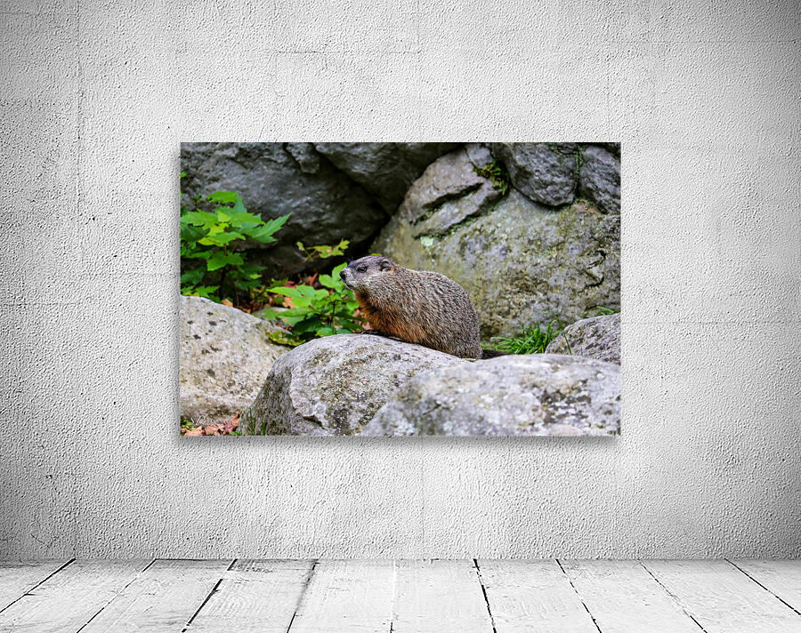 Groundhog Wall Preview