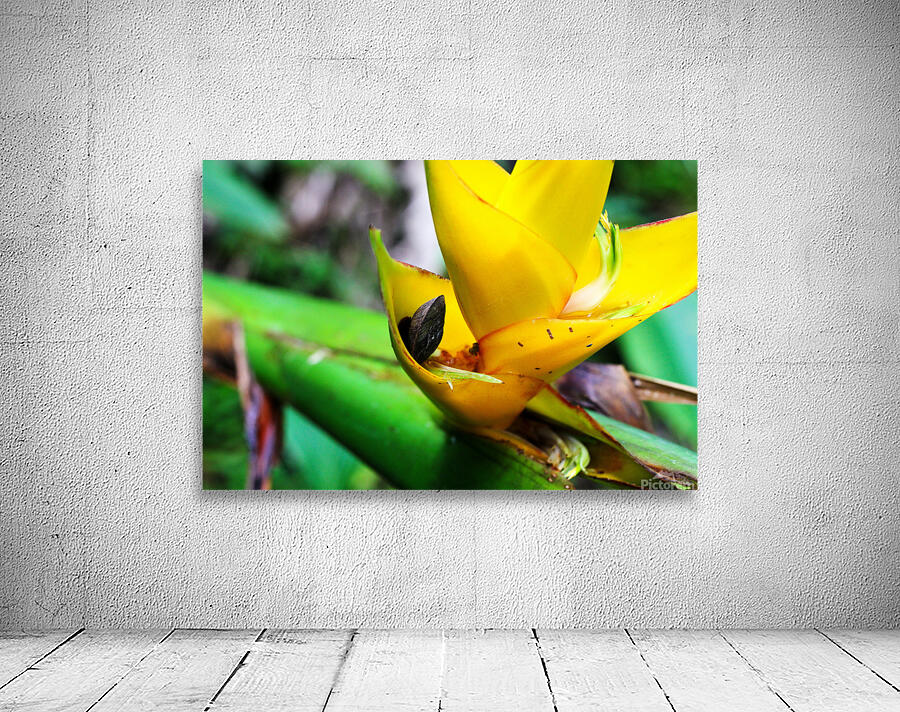 Puerto Rico Wall Preview