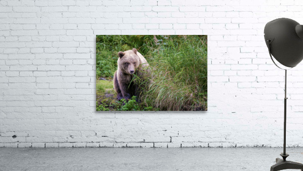 Kenai Brown Bear by Dave Veith