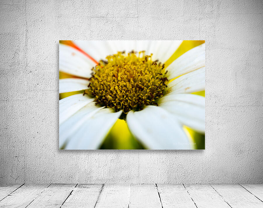 A Bright Spring Wall Preview