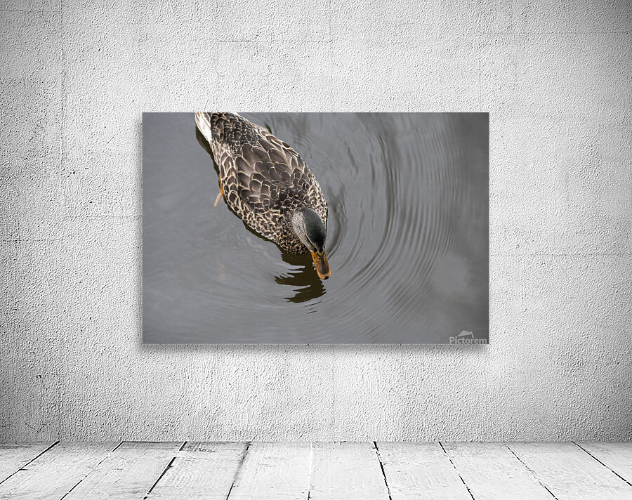 Canard du Quebec qui joue dans le lac de Lambton. Aperçu sur mur