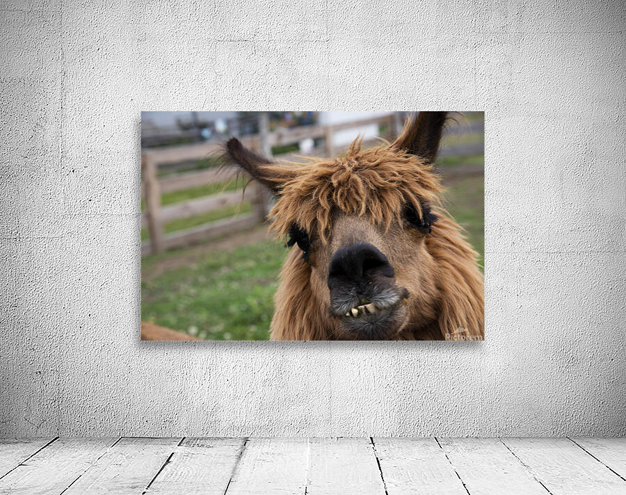 Coucou mon amie    Wall Preview