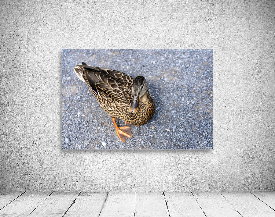 Canard au soleil   Wall Preview