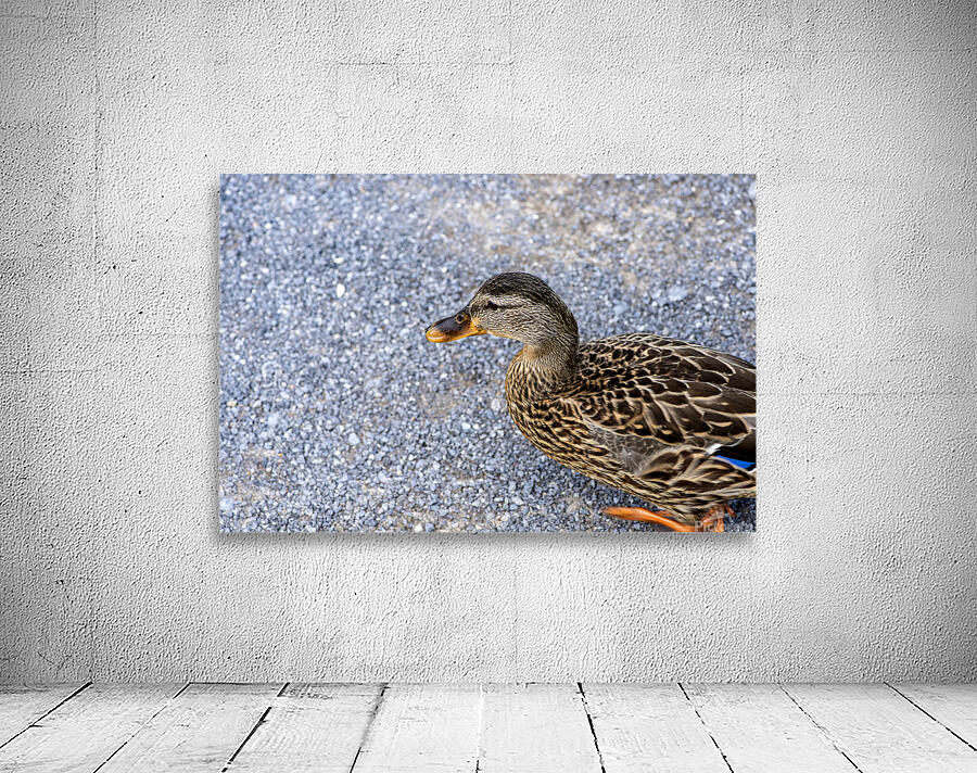 Canard en ville Wall Preview