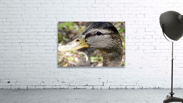 Canard Macro by Melissa Lefebvre