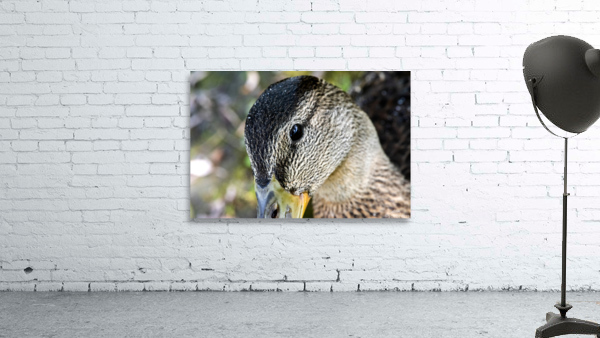 Le regard du canard  Wall Preview