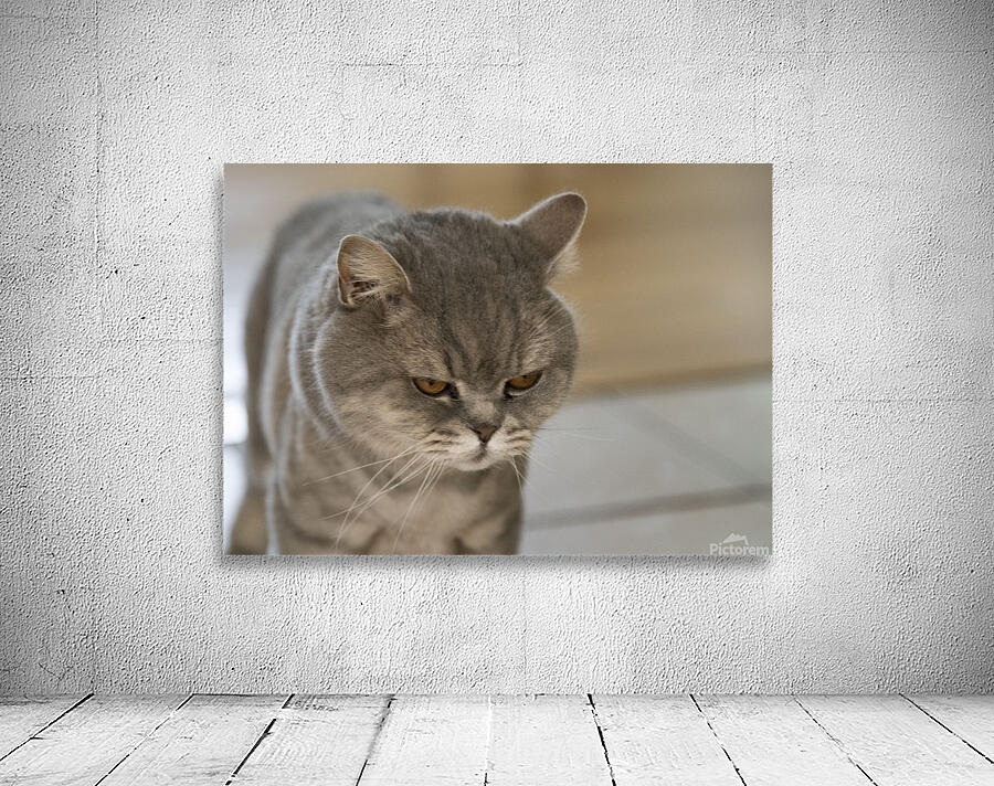 Mon Chat et moi Wall Preview