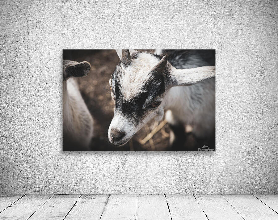 Nouveau bebe chevreau Wall Preview