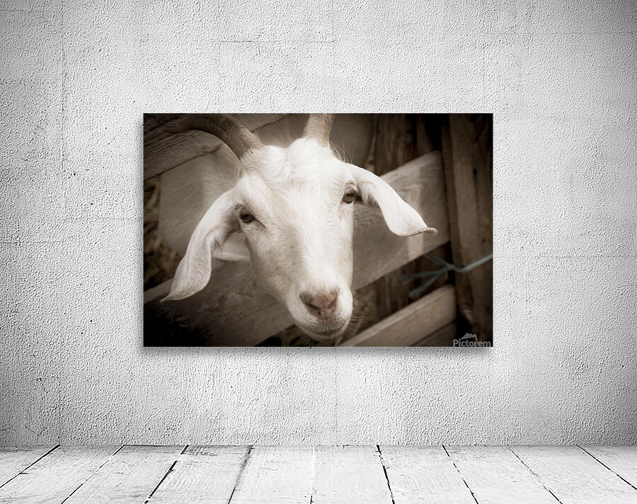 Chevre et desepoire sepia by Melissa Lefebvre