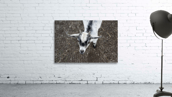 Bebe chevre Wall Preview