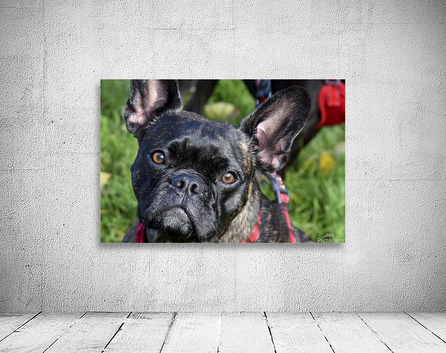 Bulldog en promenade Wall Preview