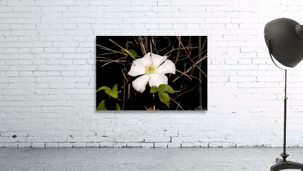 clematite des montagnes Wall Preview