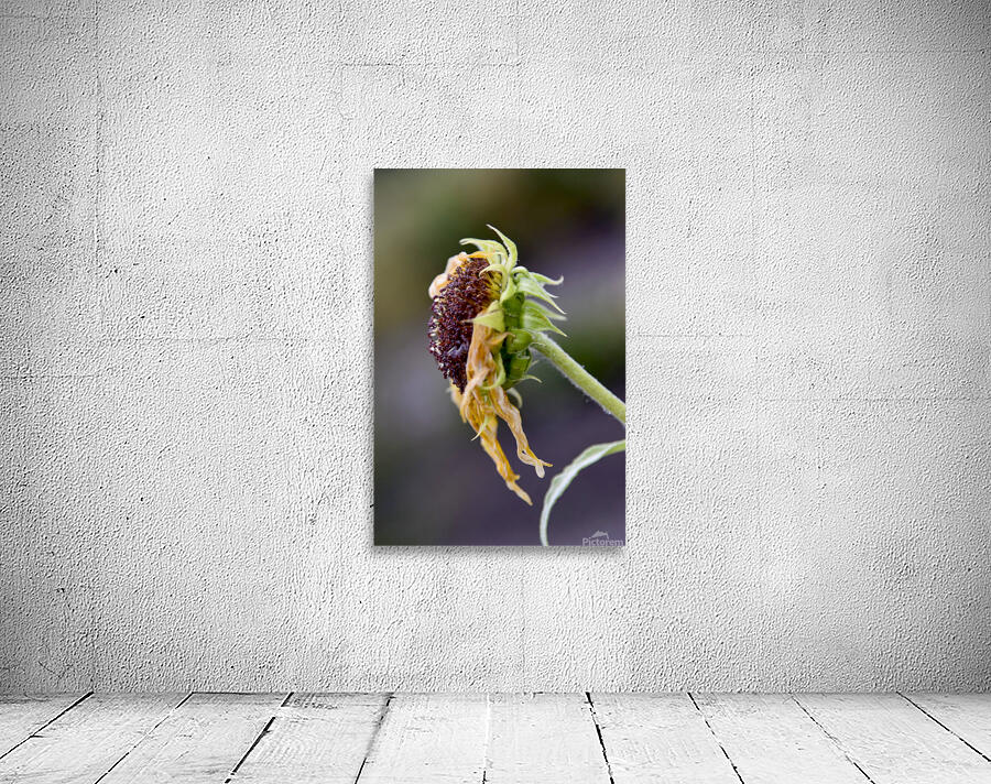 Tournesol en fin de vie Wall Preview