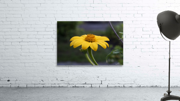 Fleurs jaune magnifique Wall Preview