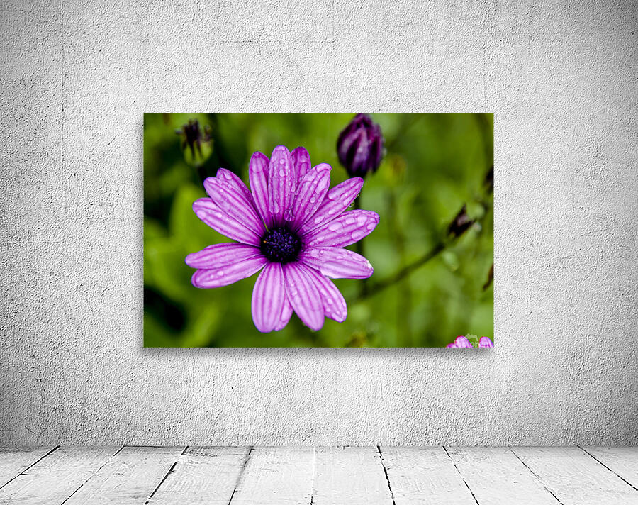 Anemone Wall Preview