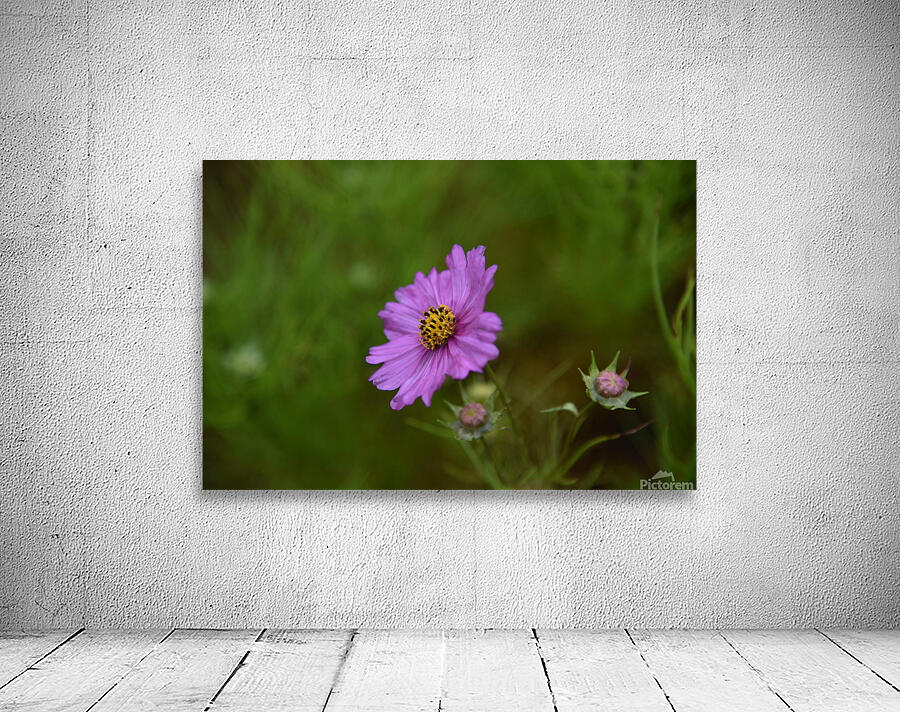 Fleurs cosmos Wall Preview