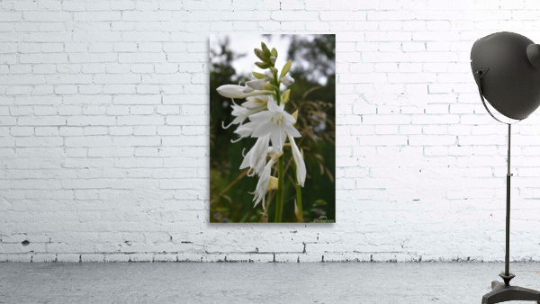 Fleur Blanche by Melissa Lefebvre