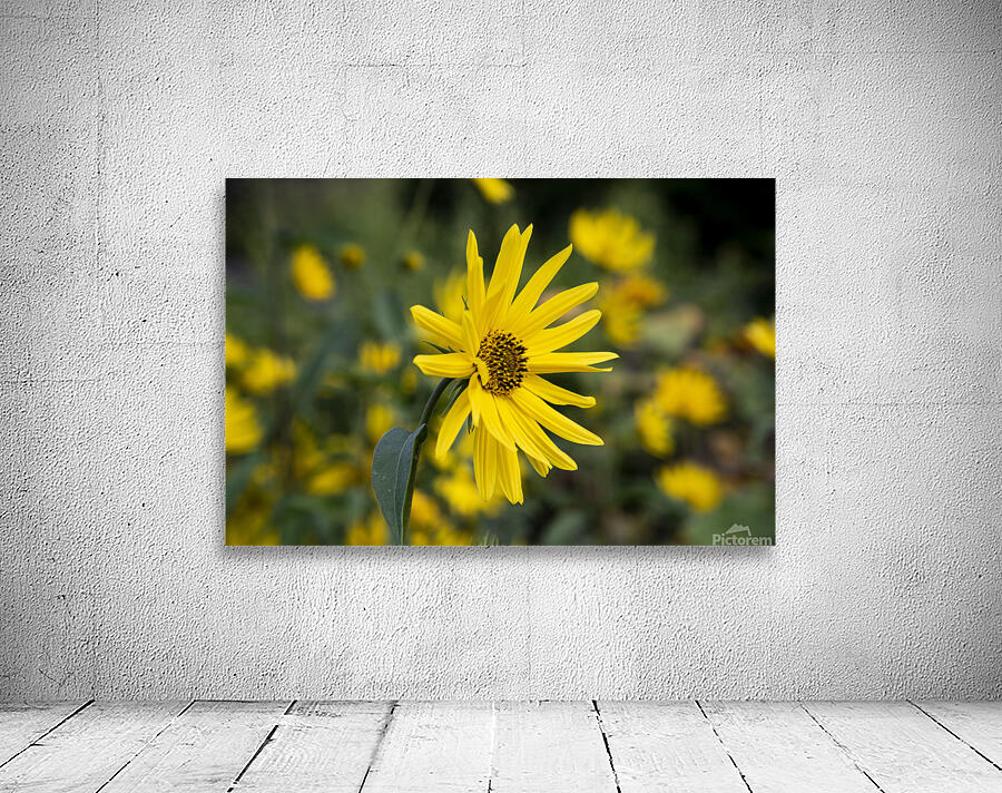 Fleurs Macro by Melissa Lefebvre