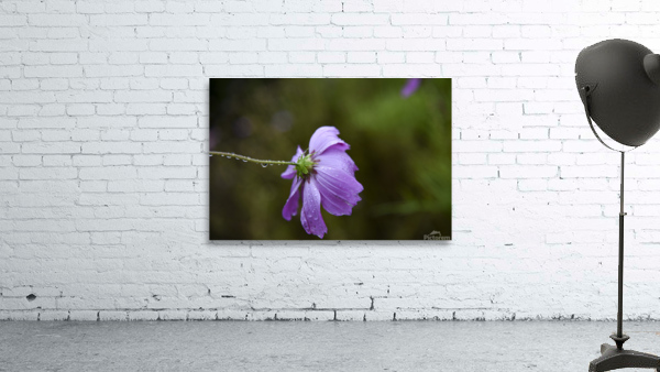 Cosmos sous la pluie Wall Preview