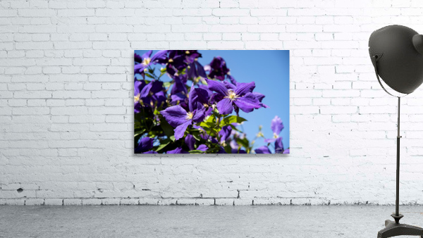 Plante mauve clematis Wall Preview