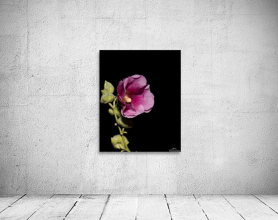Fleurs Hisbucus rose de nuit Wall Preview
