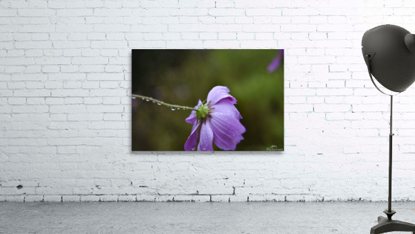 Macros sous la pluie Wall Preview