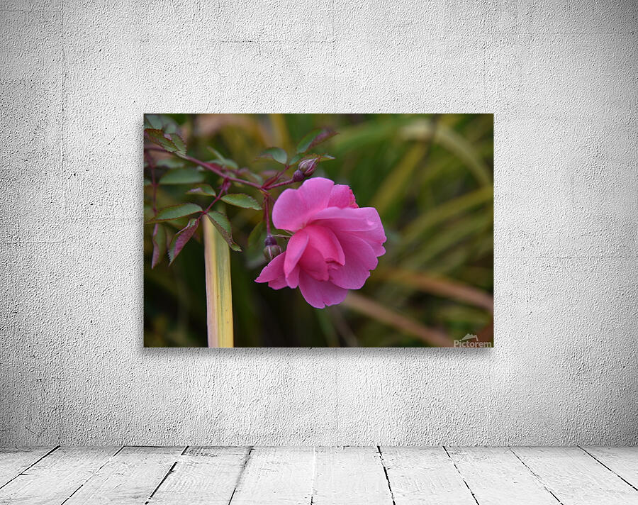 Rose solitaire by Melissa Lefebvre