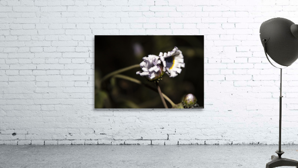 photos 002 461 Wall Preview