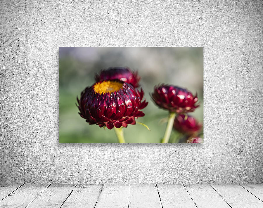  immortelle a bracteesfleur Wall Preview