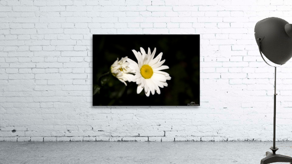 Marguerite a minuit by Melissa Lefebvre