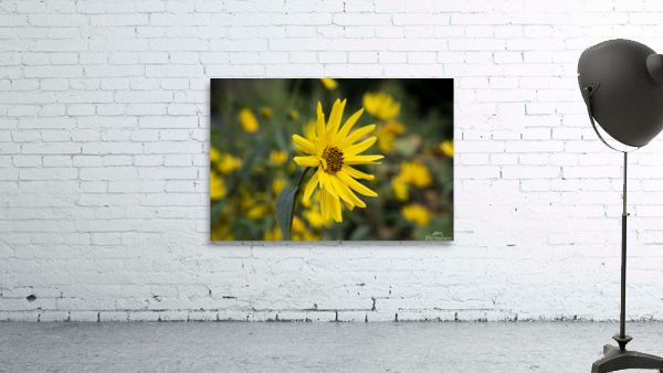 Fleurs tournesol 3 Wall Preview