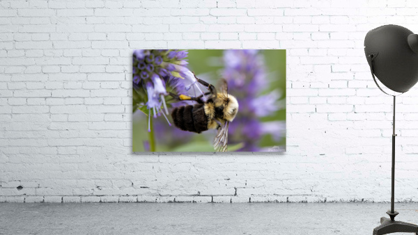 Abeille macro Wall Preview