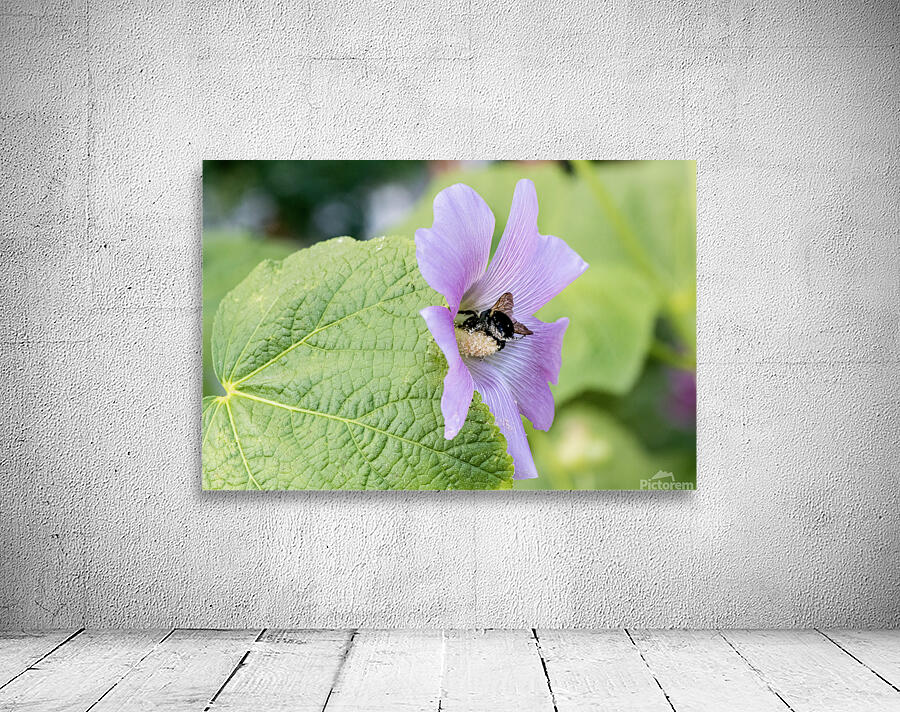 Natures Harmony: Macro Image of Bee on Hibiscus Wall Preview