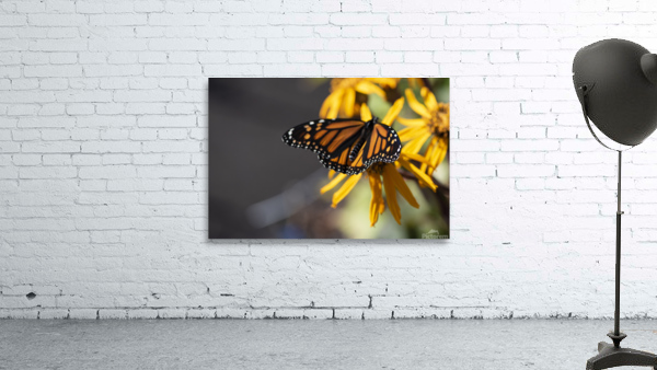 Overhead Elegance: Monarch Butterfly Macro Shot by Melissa Lefebvre